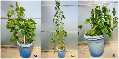 Exploring the nutraceutical potential of soybean genotypes of Uttarakhand: implications for the mainstreaming of wild soybean